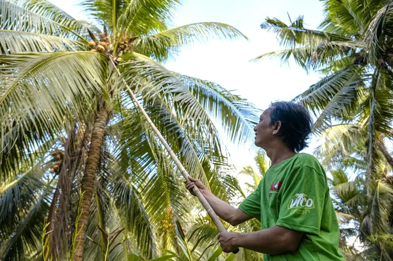 Nhu cầu nước dừa toàn cầu tăng trưởng tạo động lực cho ngành chế biến và xuất khẩu dừa Việt Nam