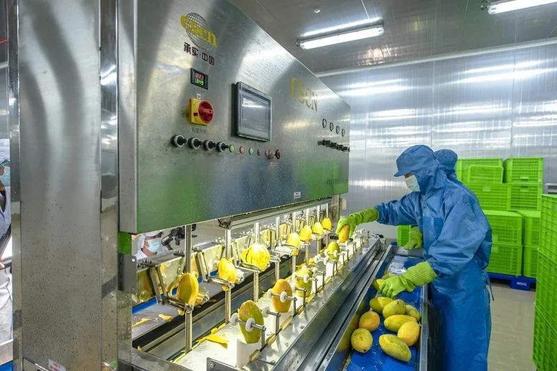 Công nhân vận hành dây chuyền gọt xoài trong nhà máy sản xuất nước ép trái cây của MDG